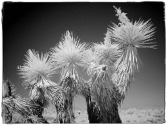 Desert Trees